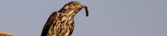 birds: natures pest control