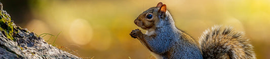 prevent squirrels eating bird food