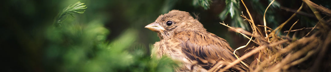 bird sat in nest