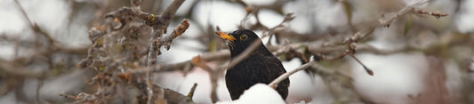 Winging It through Winter: Your Go-To Bird Food Guide