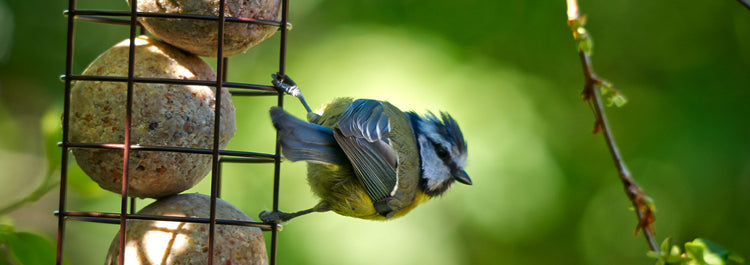 Energy Balls - Bird Food – Peckish Bird Food