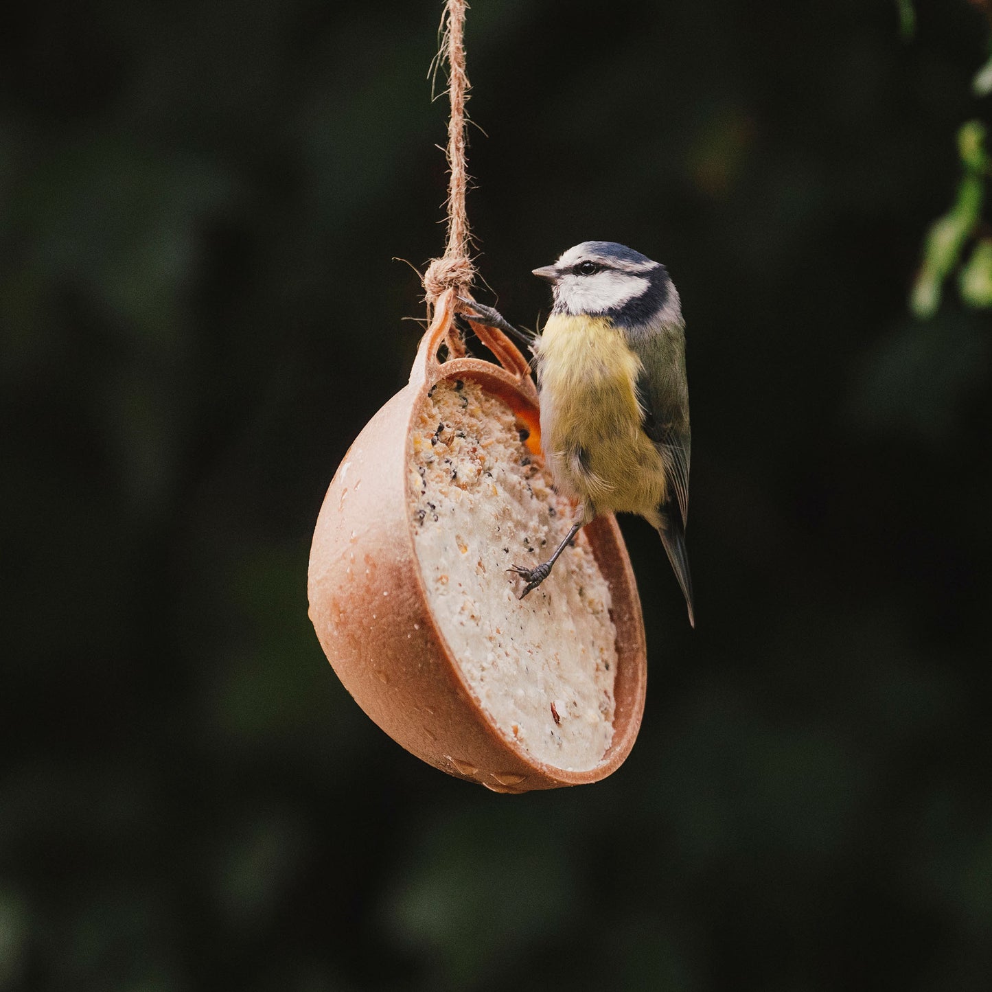 Peckish Natural Balance Coco-Not® Wild Bird Feeder