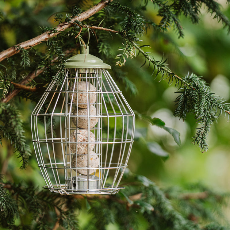 Peckish Canto Squirrel Proof Energy Ball Feeder