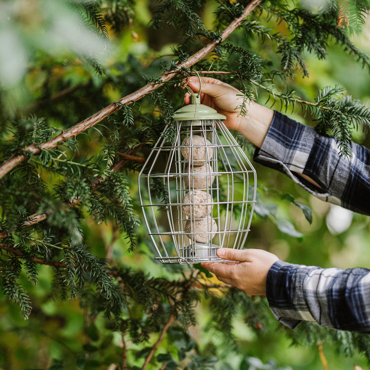 Peckish Canto Squirrel Proof Energy Ball Feeder