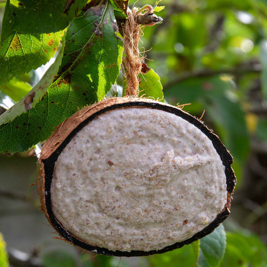 Twootz Fat Filled Coconut Halves 64pk x 2