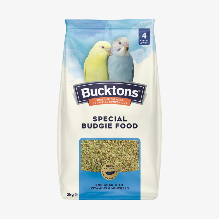 Bucktons Special Budgie