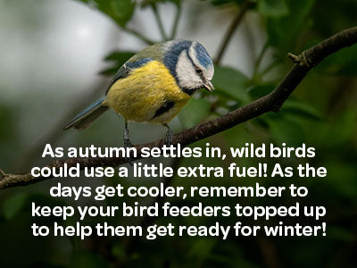 blue tit perched on tree branch