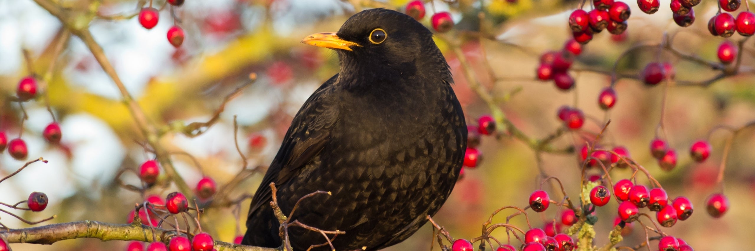 Peckish Bird Food