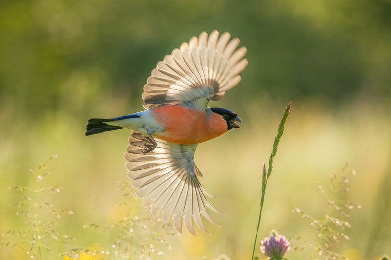 bird flying through the air