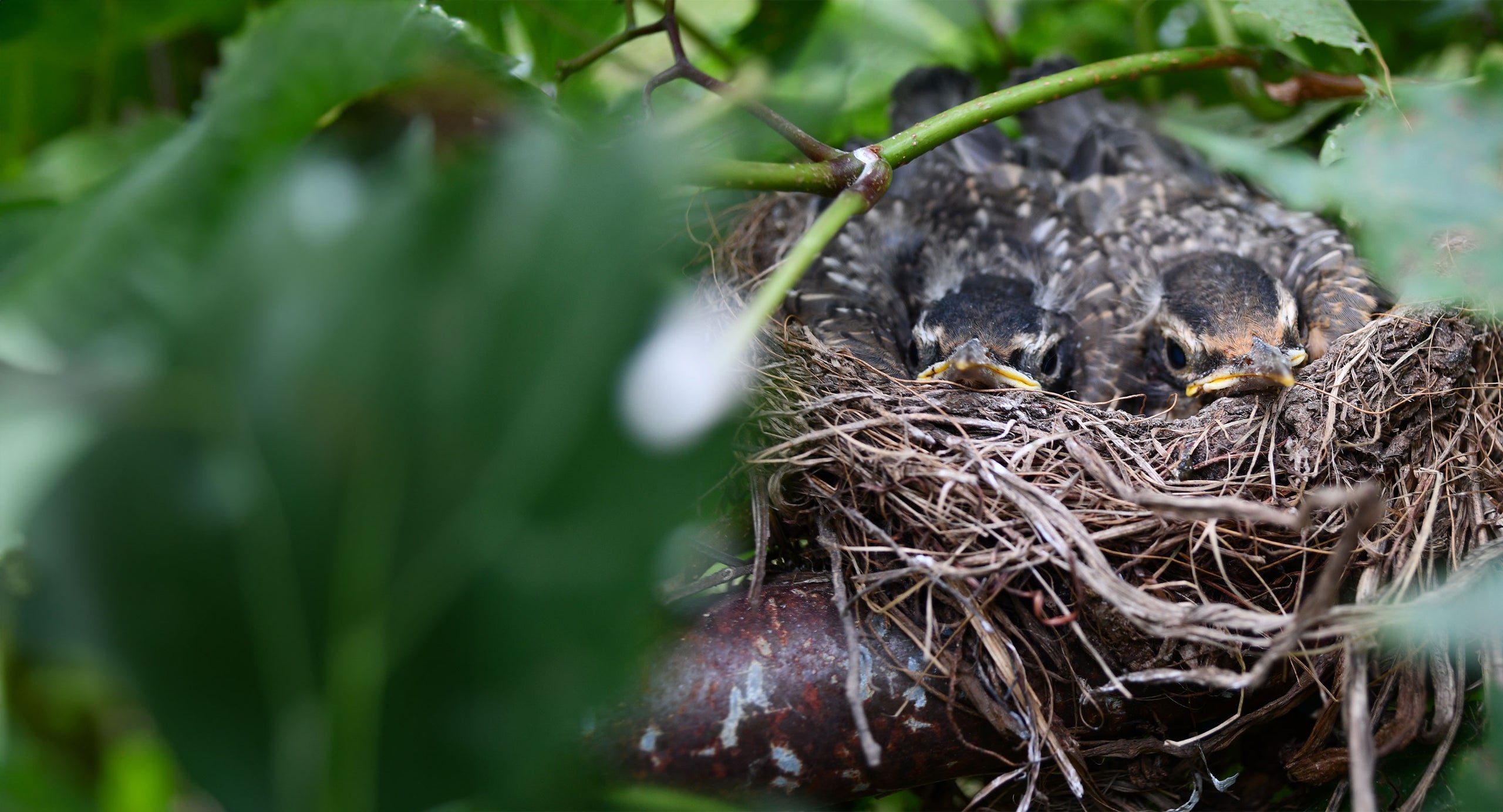 Peckish UK