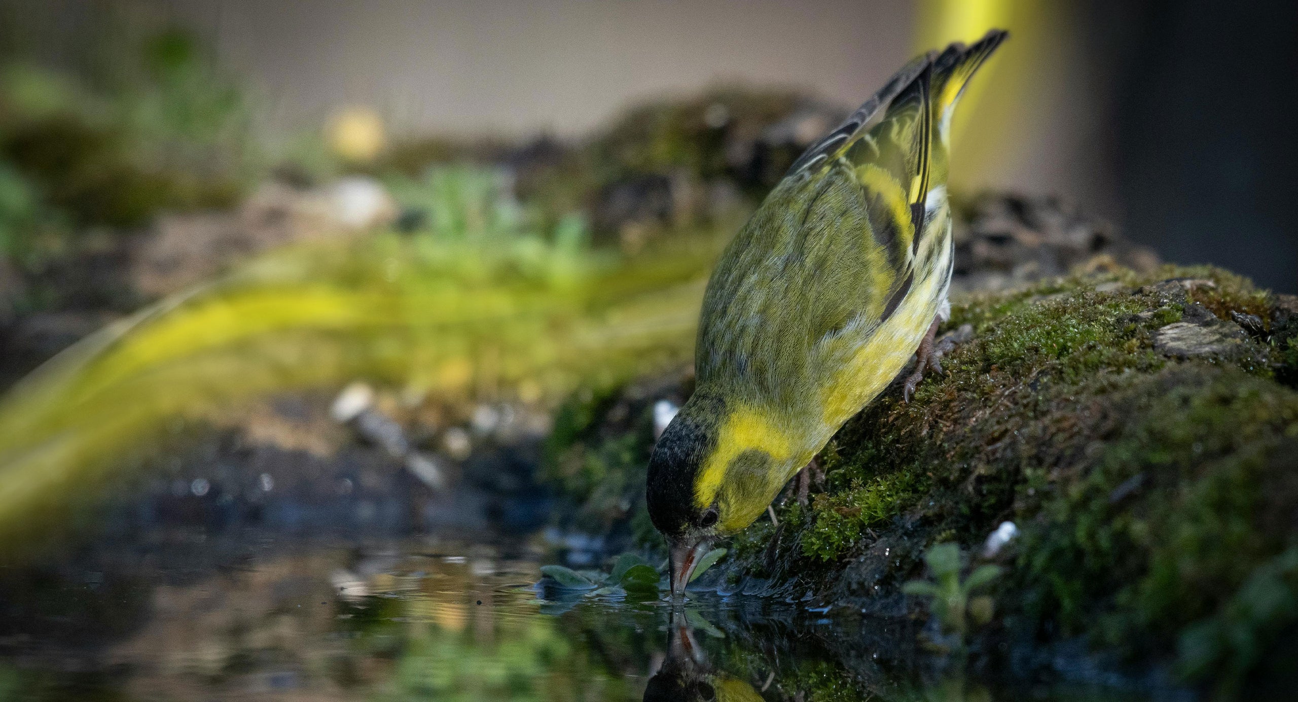 Peckish Bird Food