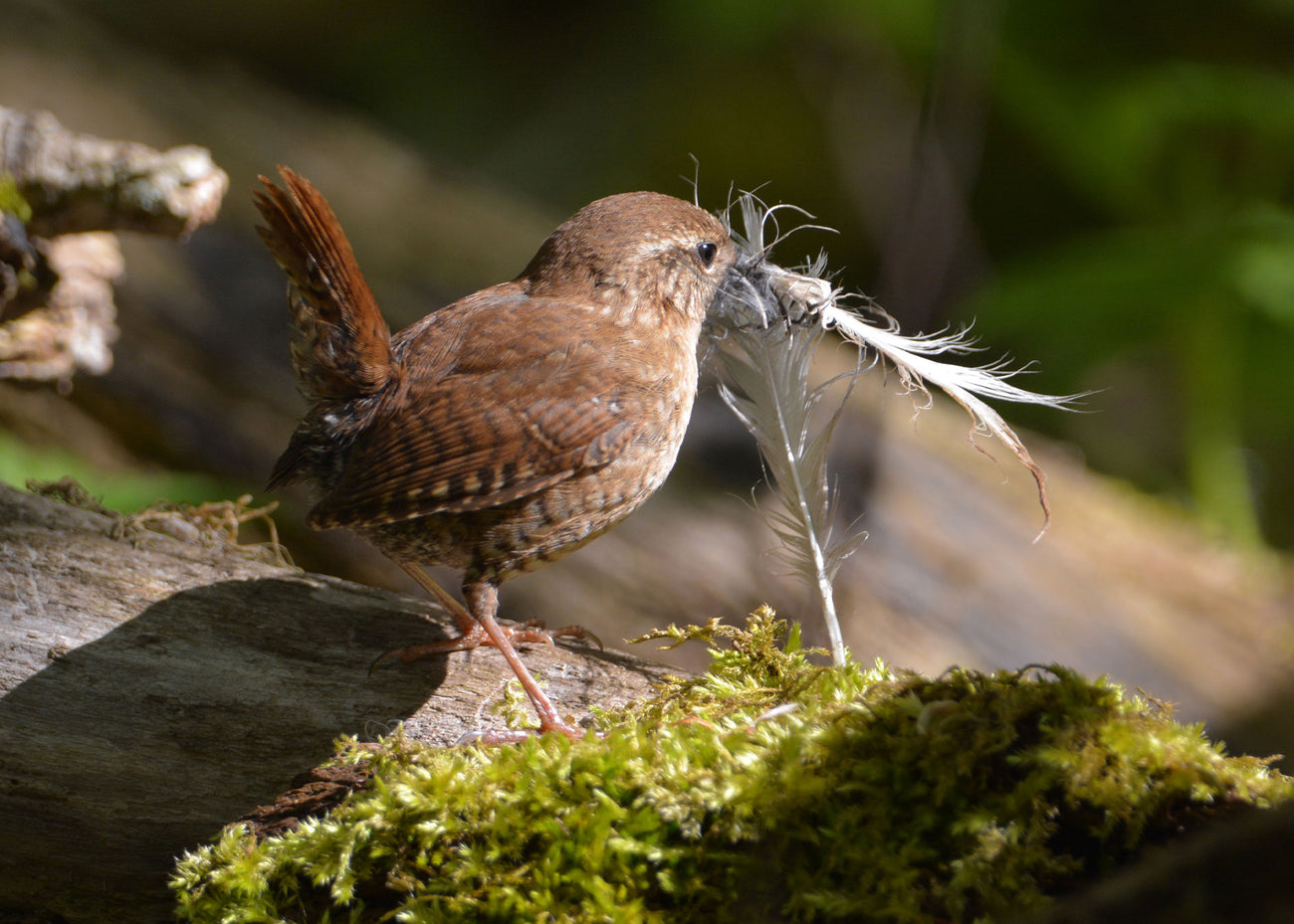 Peckish UK