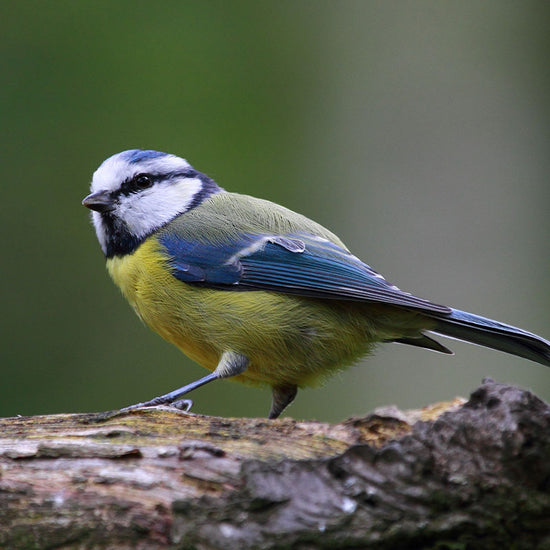 Blue tit on branch