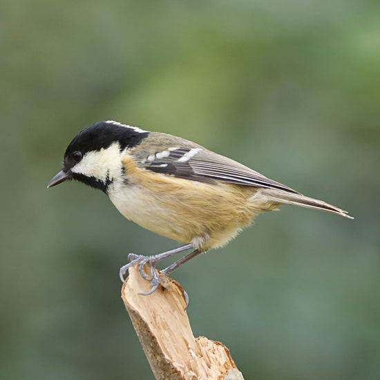 Coal tit on branch