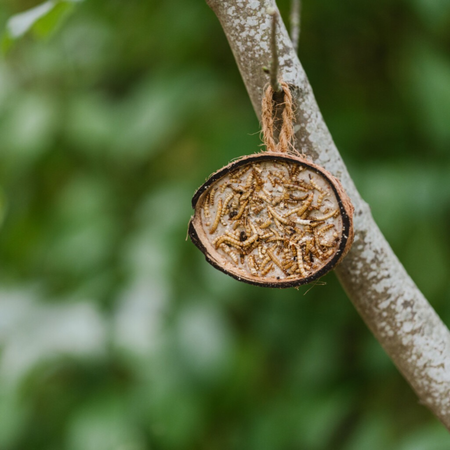 Gardman Supreme Coconut Feeder with Mealworms