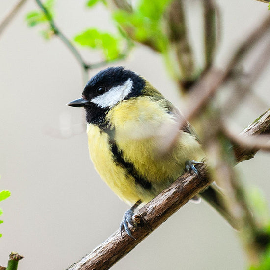Great Tit on branch