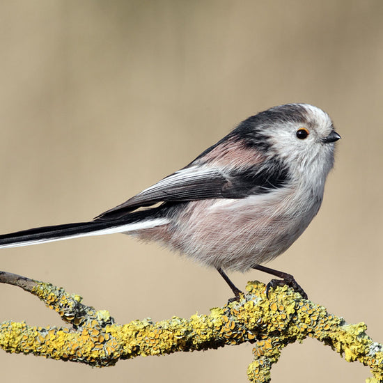 Long Tailed Tit on branch