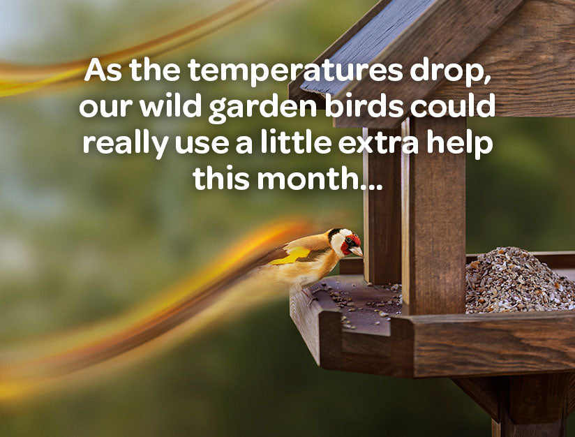 goldfinch perched on bird table