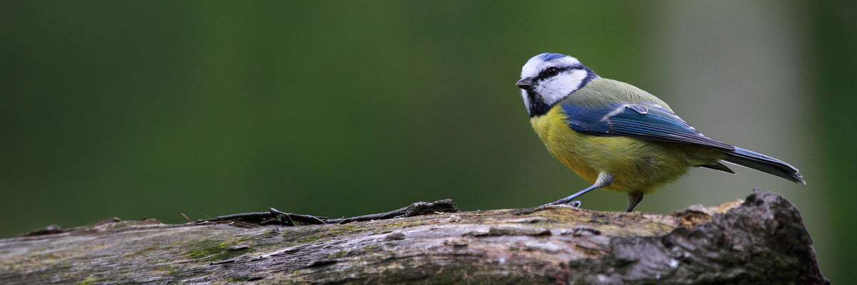 Peckish Bird Food