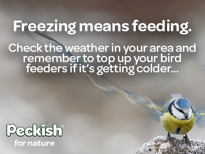 feed birds in winter