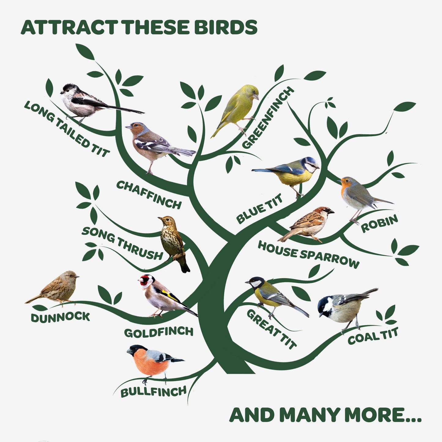 Peckish Winter Warmer Suet Cakes attracts these birds infographic