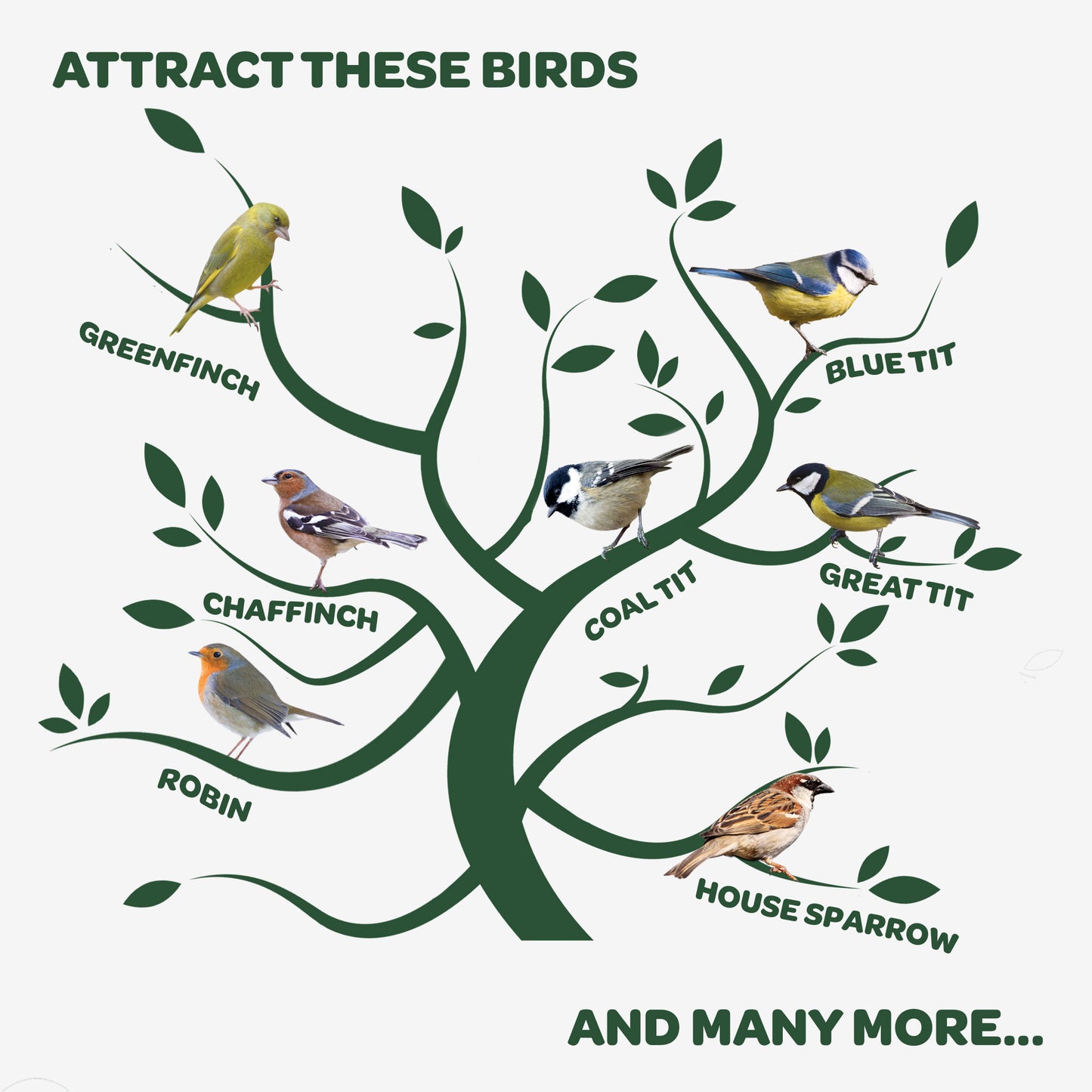 Peckish Blue Tit Seed Mix attracts these birds infographic