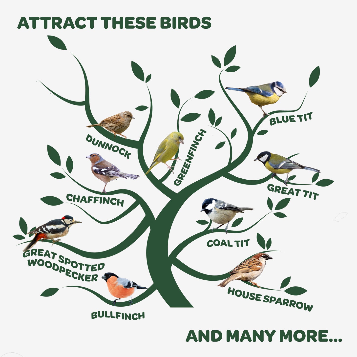 Peckish Peanuts attracts these birds infographic
