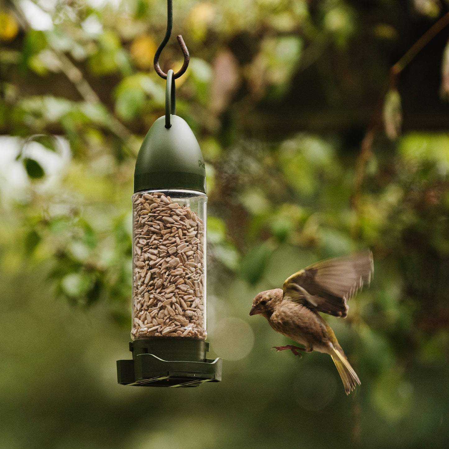 Peckish Sunflower Hearts Filled Feeder with bird flying