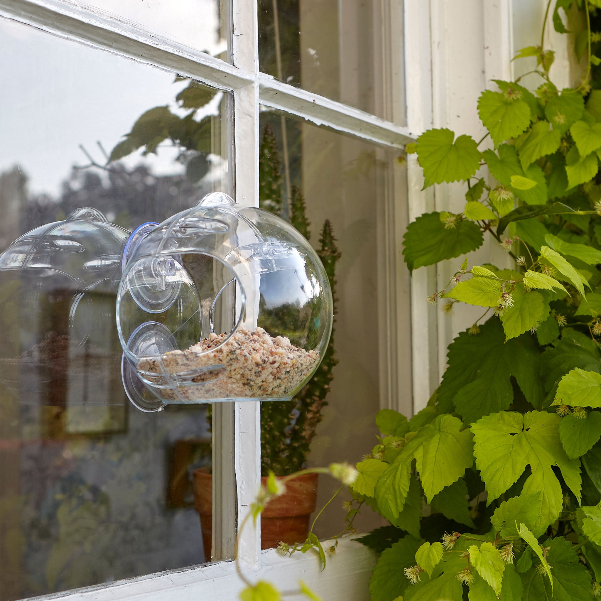 Peckish Globe Window Feeder