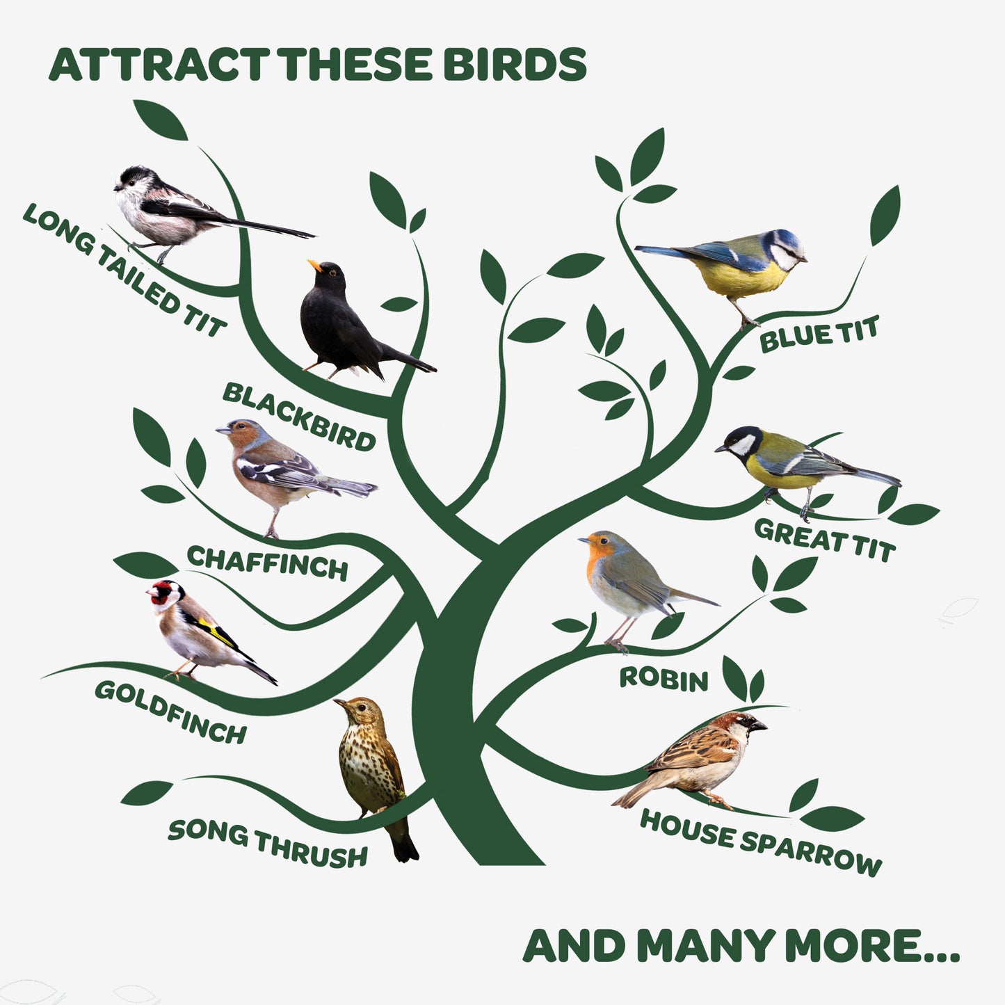 Peckish Natural Balance Coconut Feeders attract these birds infographic