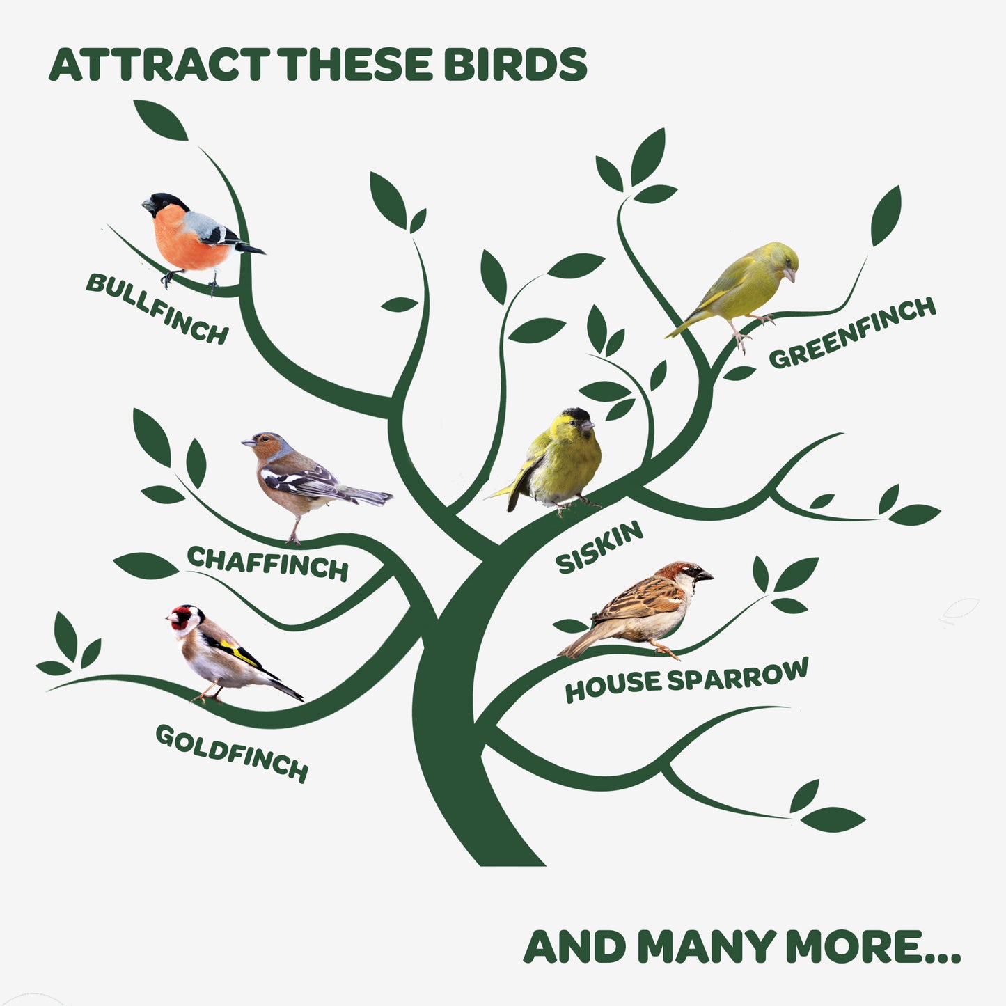 Peckish Nyjer Seed attracts these birds infographic