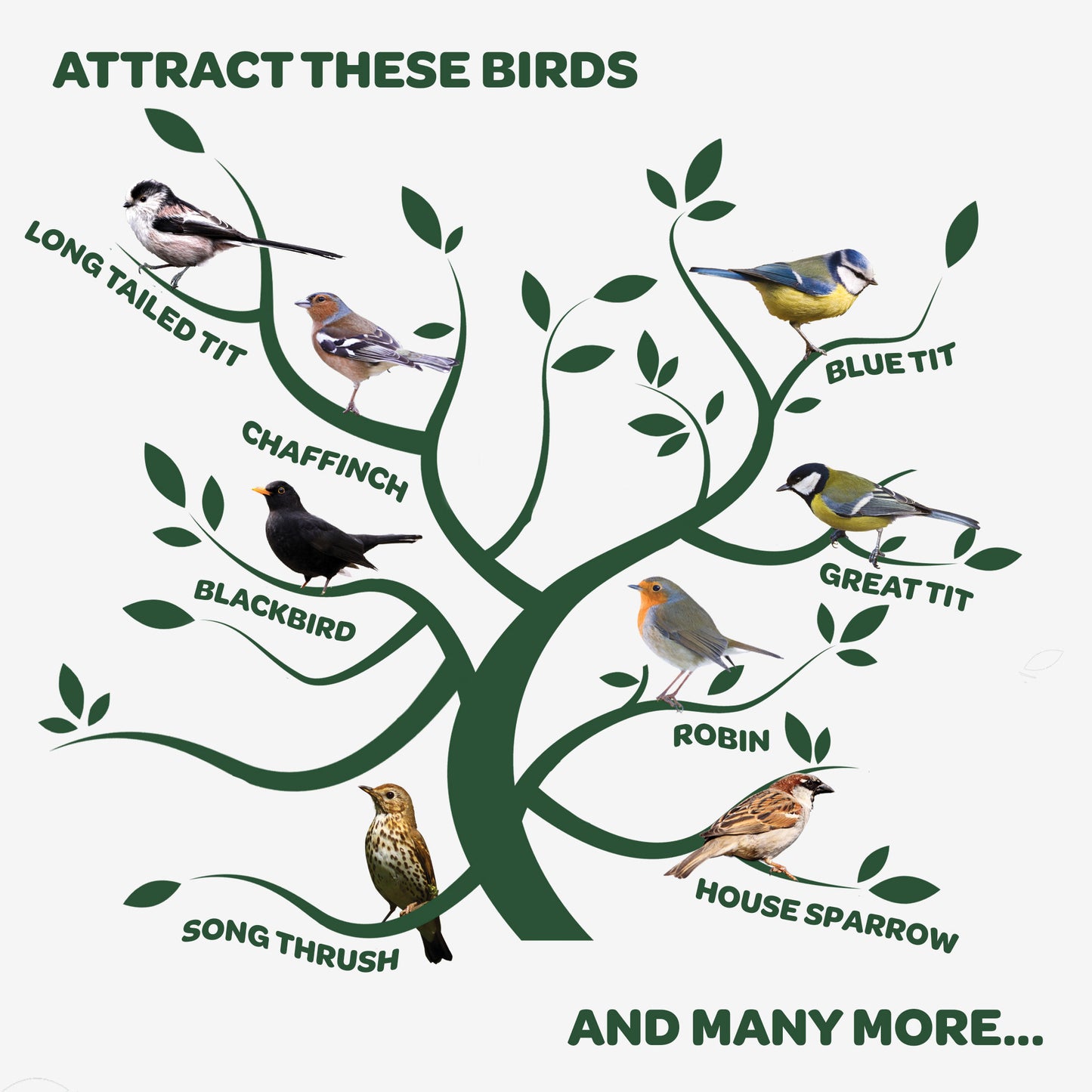 Peckish complete attracts these birds infographic