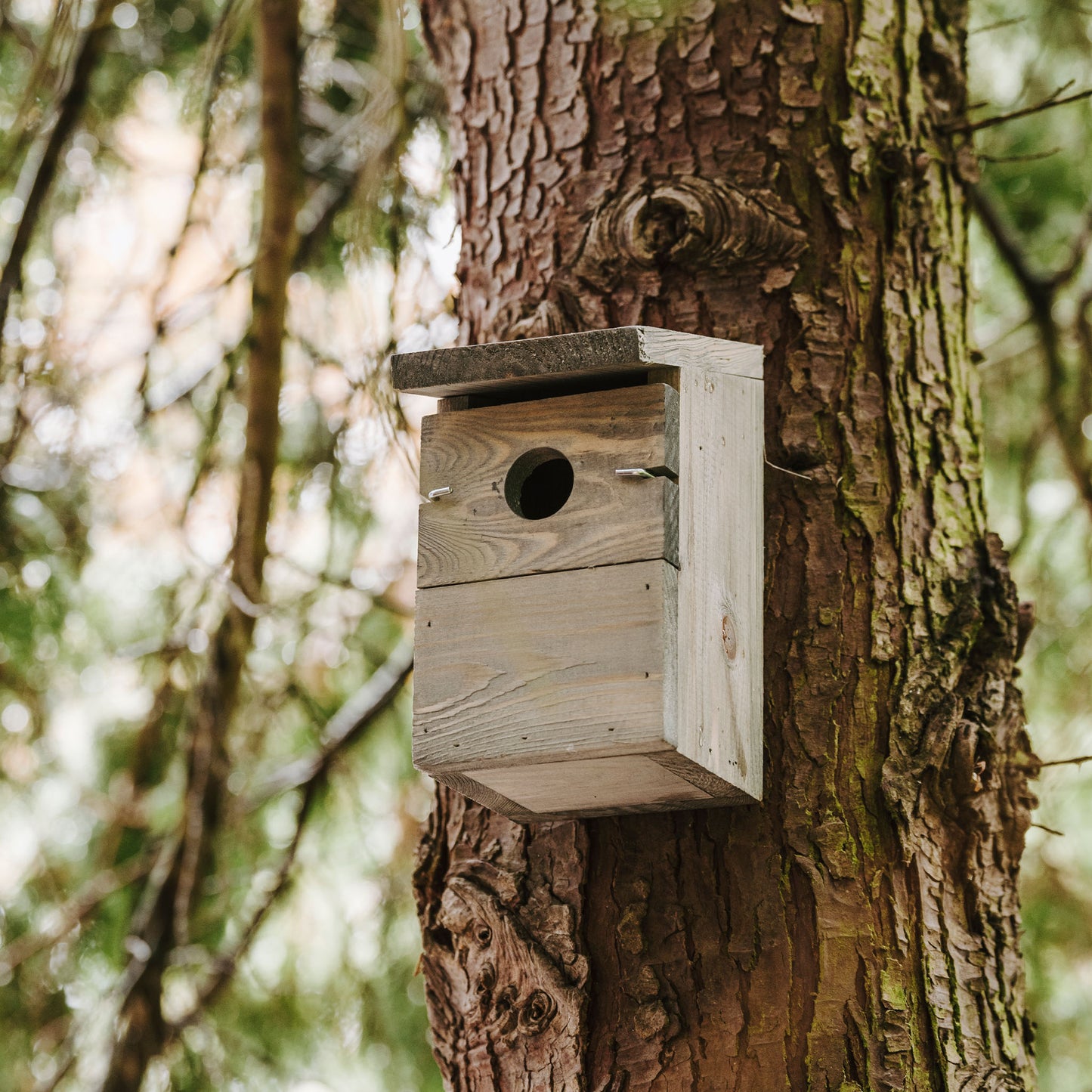 Peckish Everyday Nest Box hanging on tree