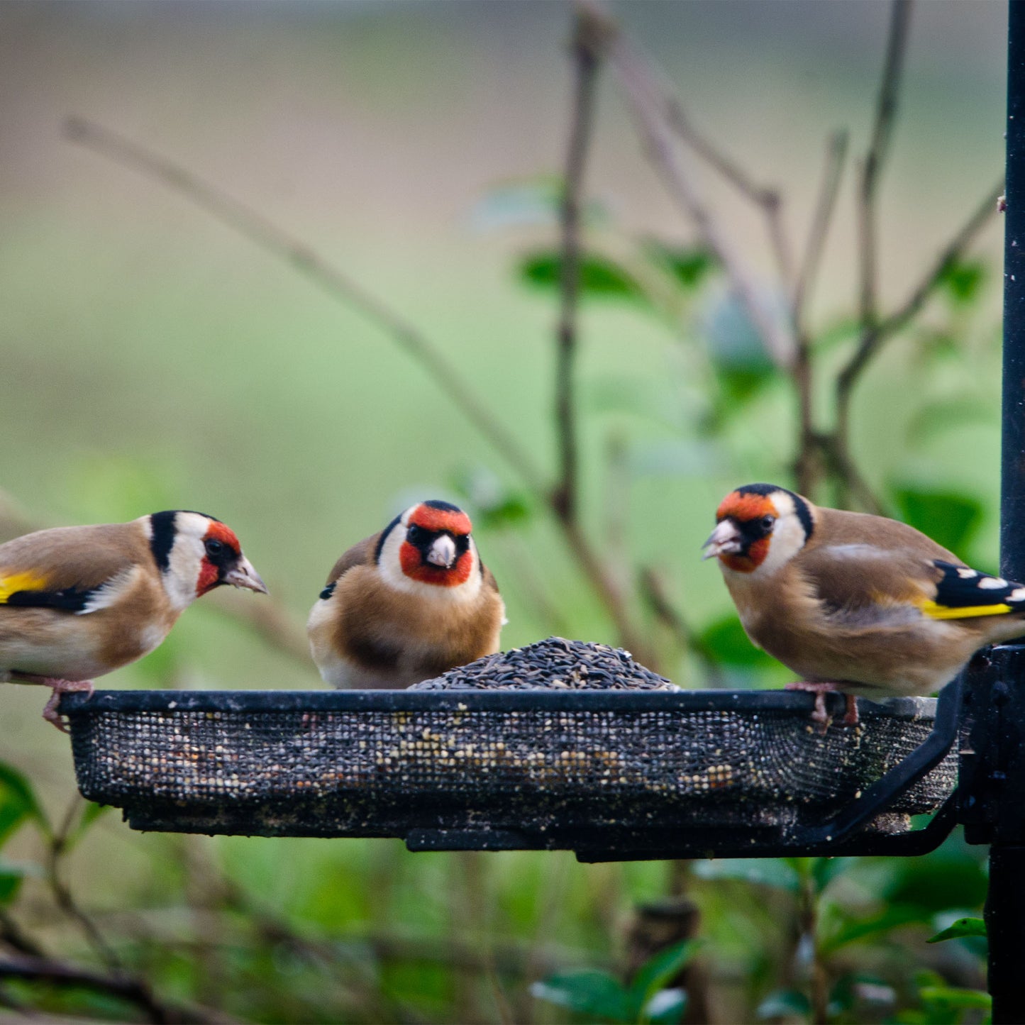 Goldfinches eating nyjer seed